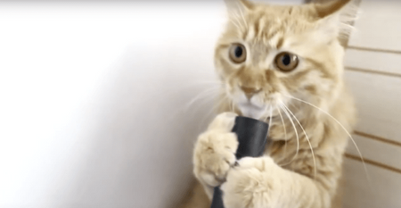 Hilarious Cat Reaction To Vacuum Cleaner